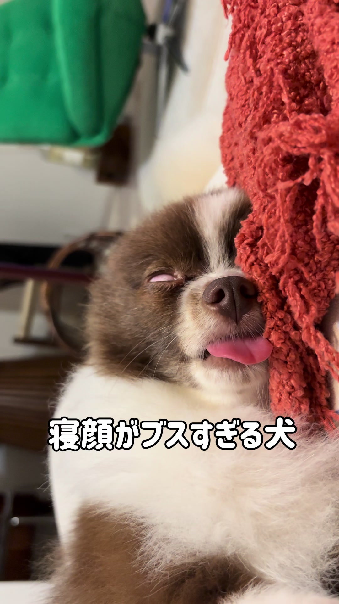 @ぽてたぬブラザーズ