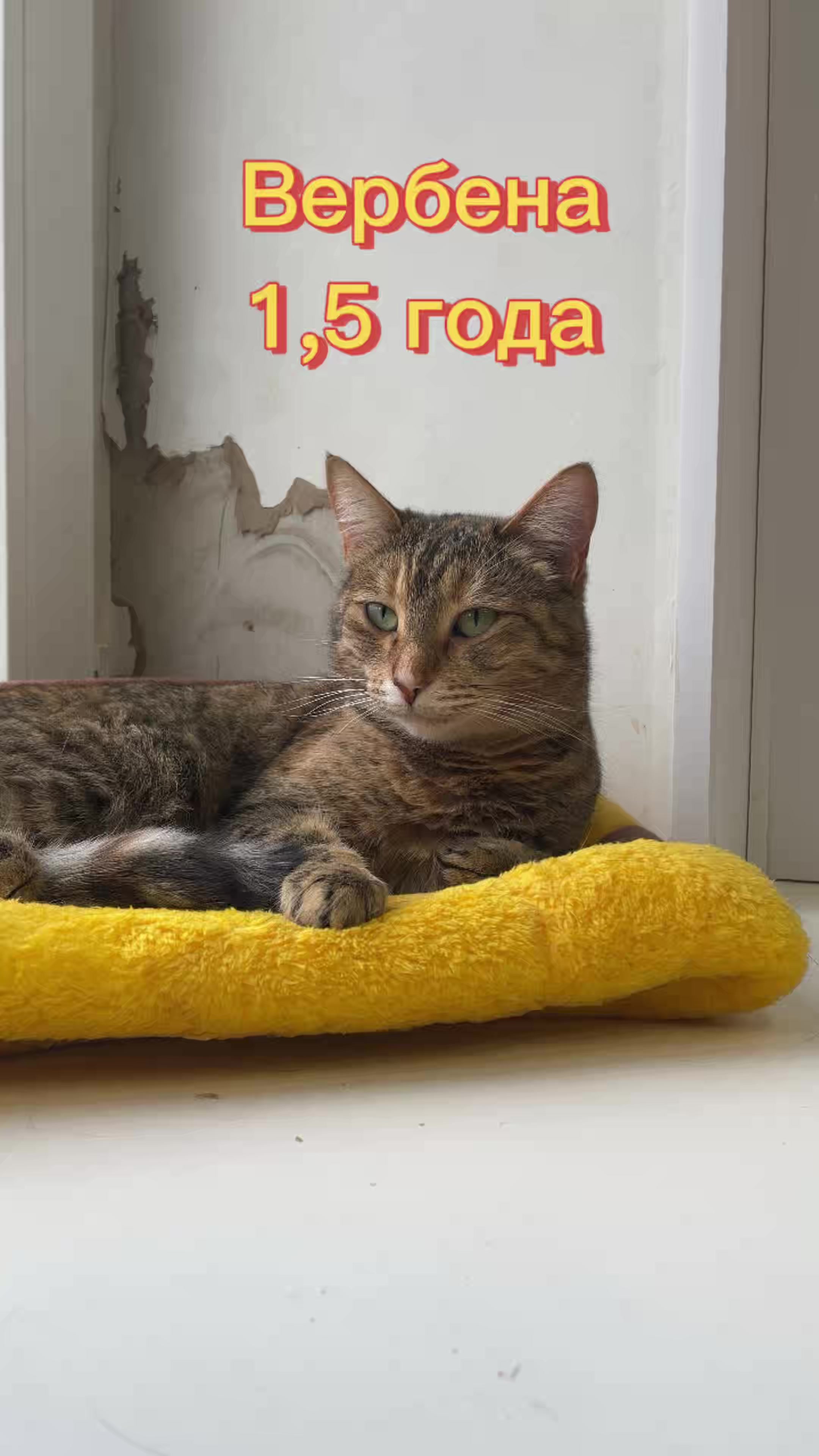 @Приют Новый дом