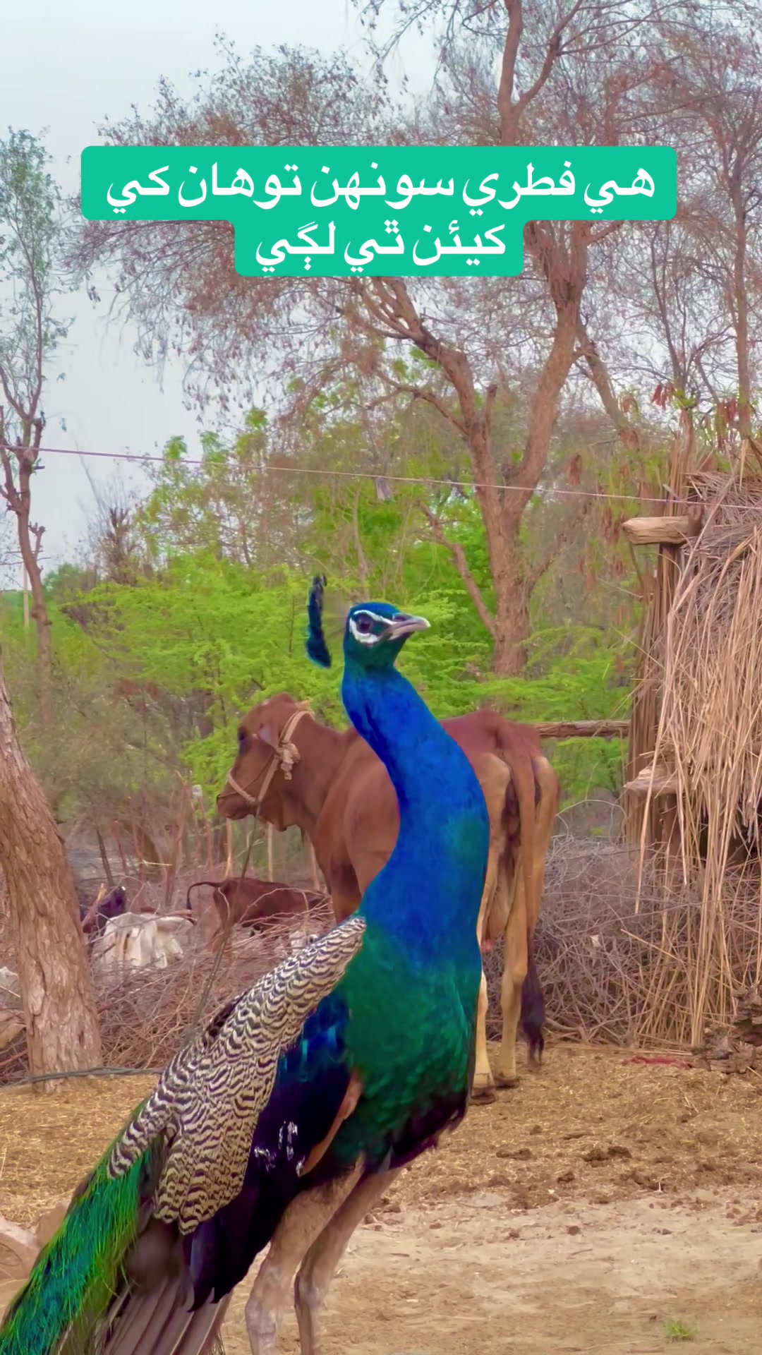 @sahito.sattar