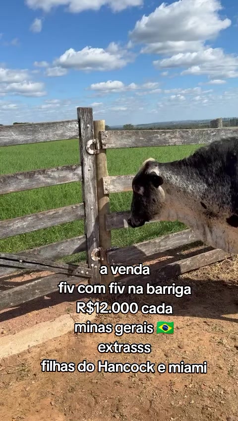 @marketing_do_gado