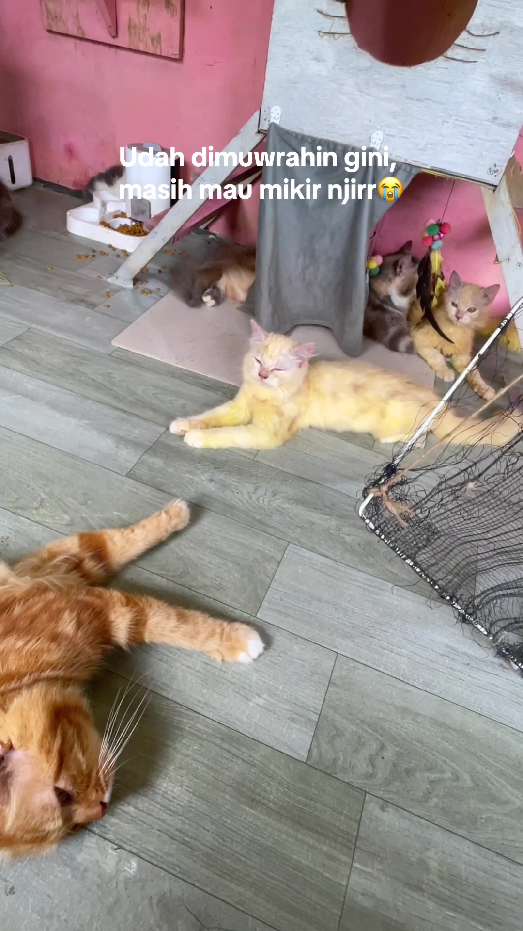 @Meow family