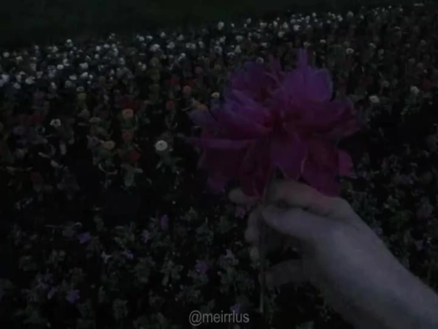 @meirlus