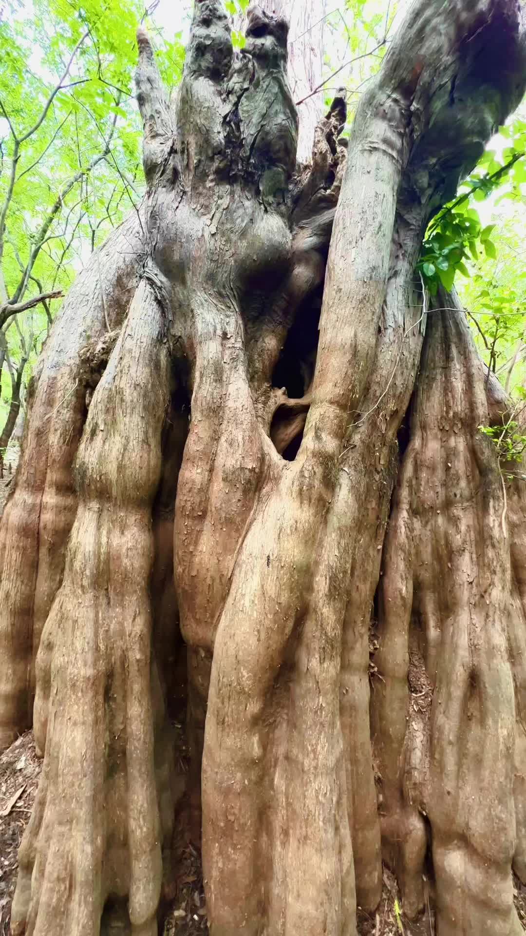 @🌳 🛶 🐊  SHARI 🥾🏔️