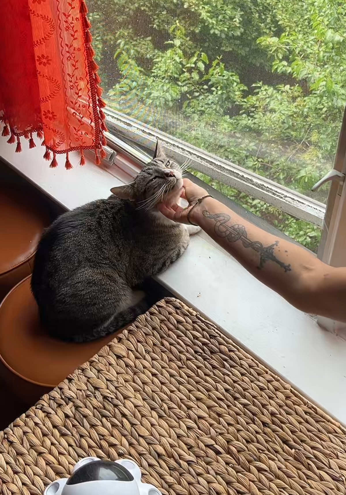 @sxycatmom
