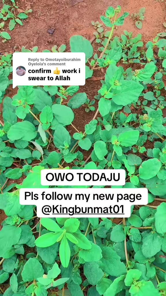 @kingbunmat