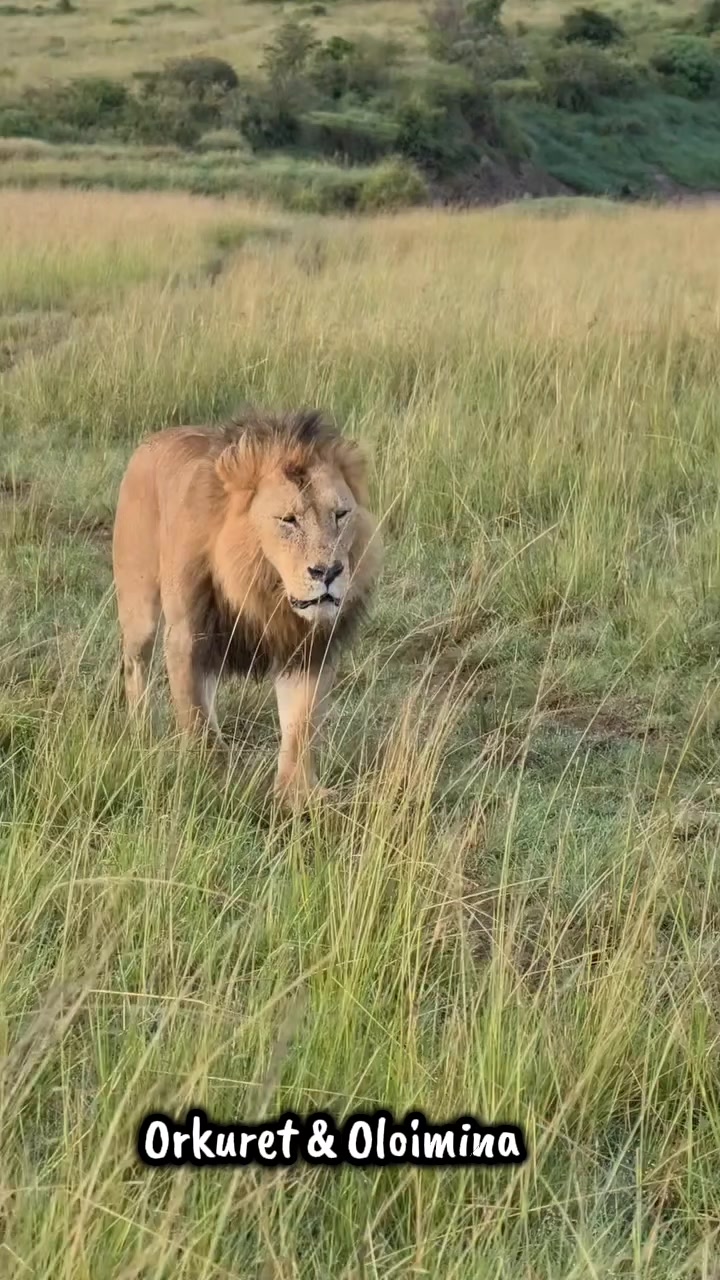@Leonie 🦁 (Orpadan's version)
