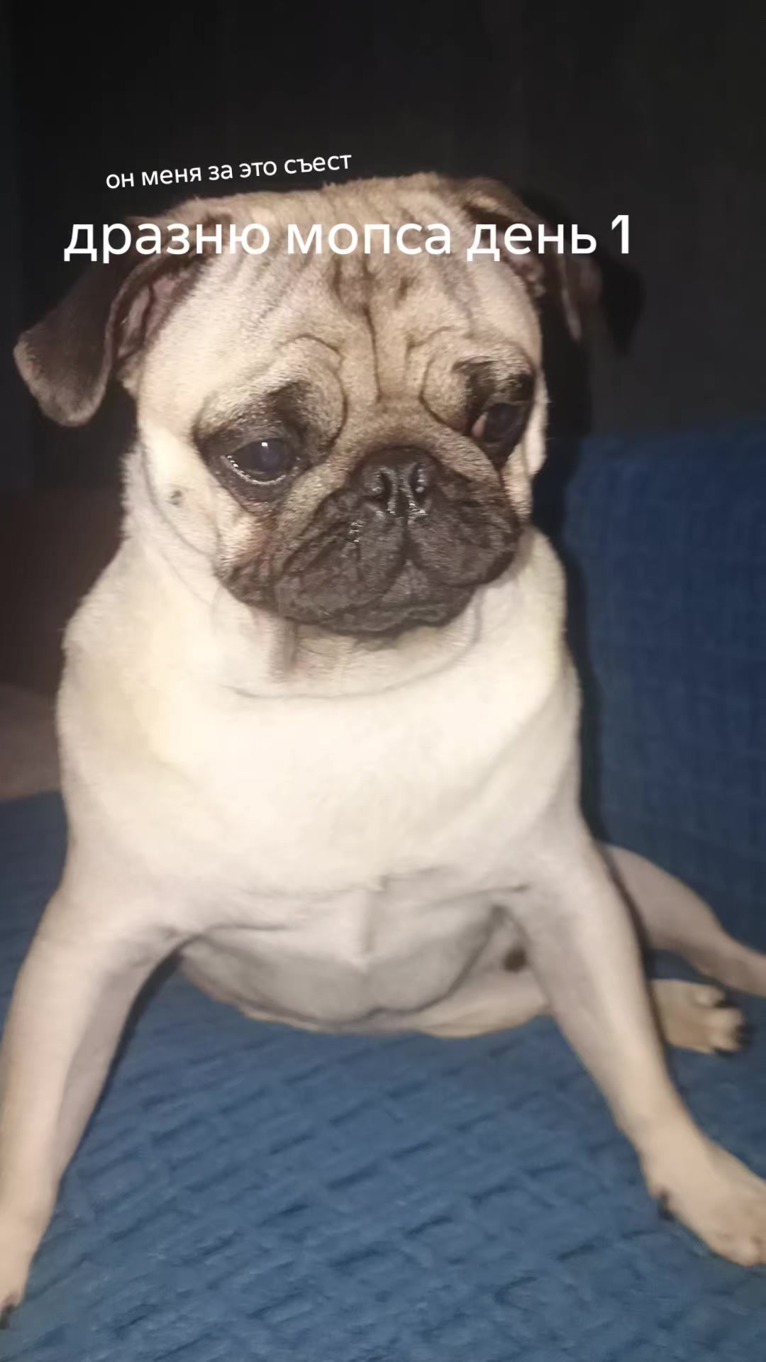 @мопс жора🐾