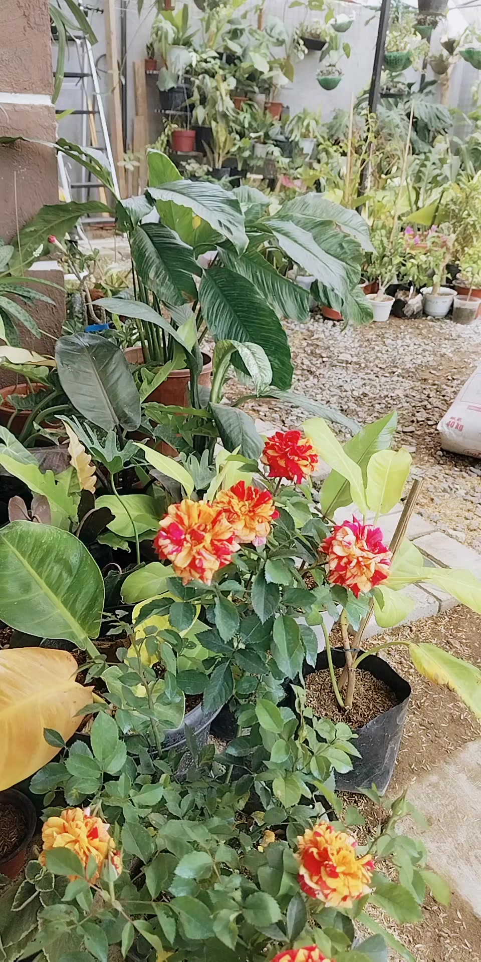 @mhie_nie gorgeous plantita