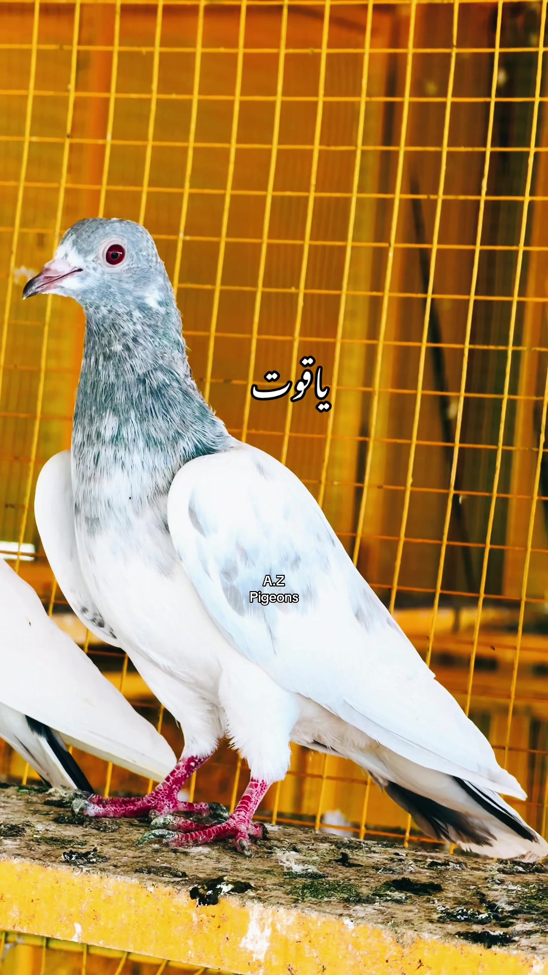 @Athar Zulfiqar
