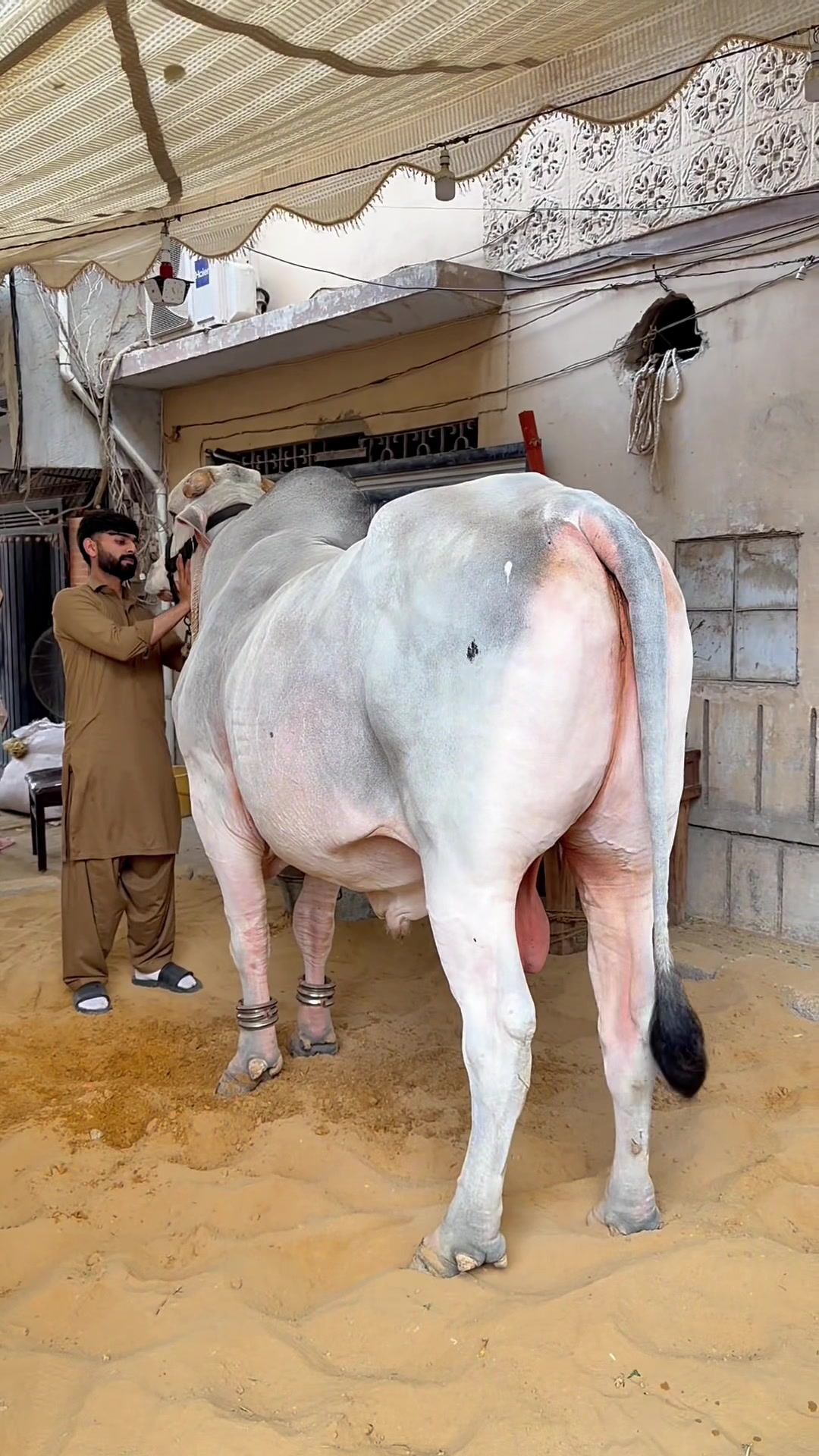 @Ahyaan cattle farm