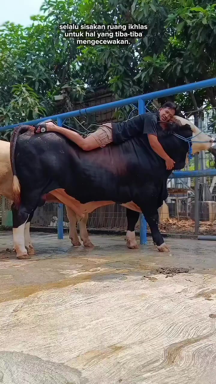 @PUTRA SADAM🐄🐂