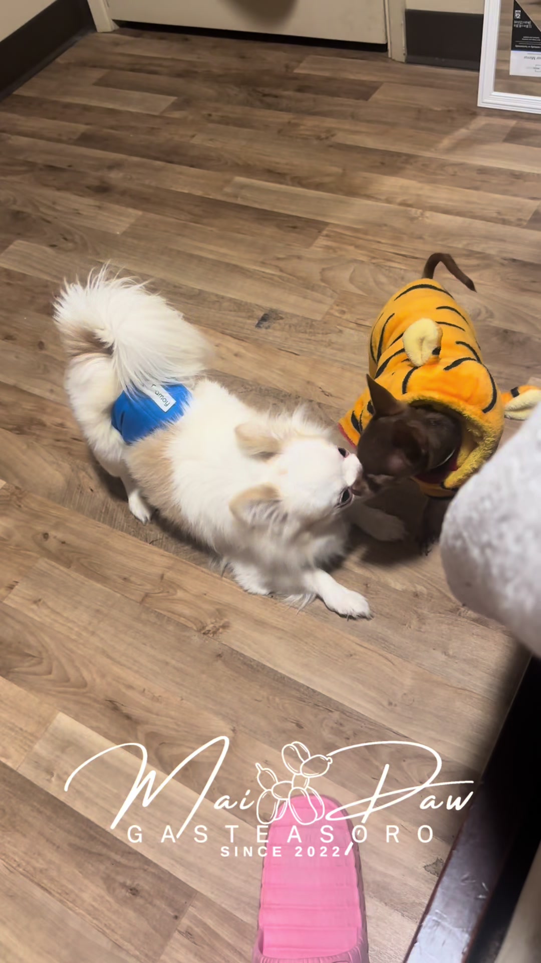 @MaiPaw