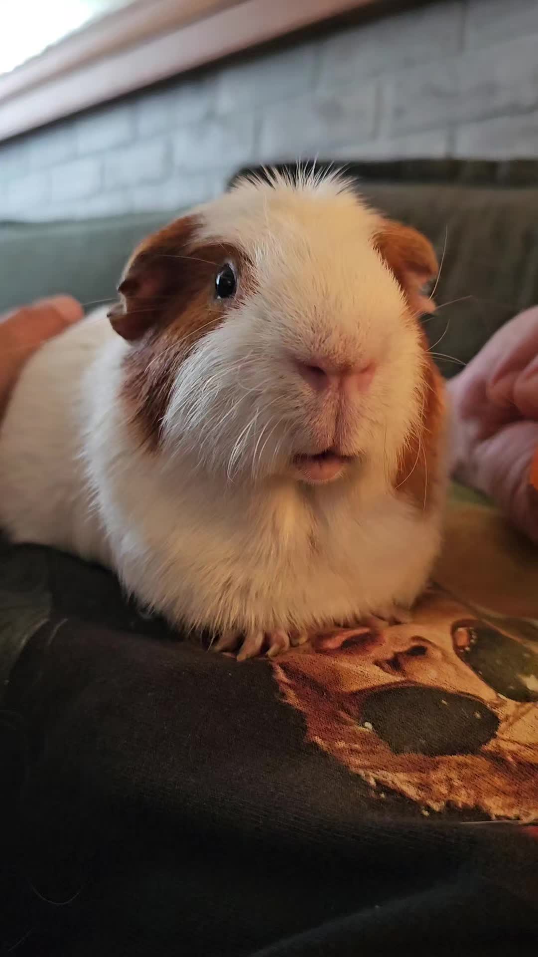 @♡GuineaPiggy♡
