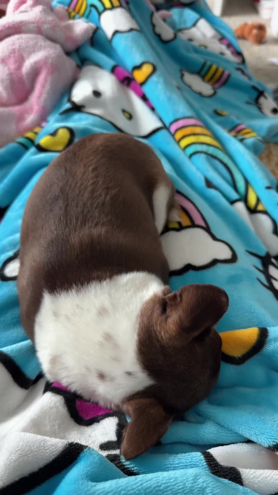 @Bunnyspitt