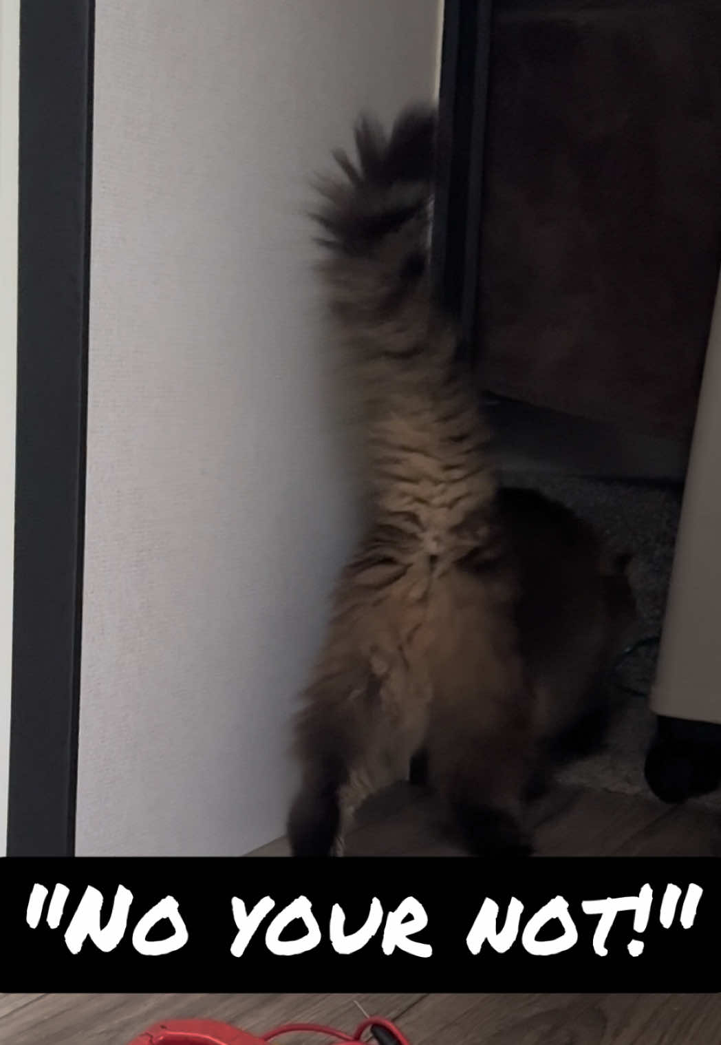 @RoxySnowballCatDrama