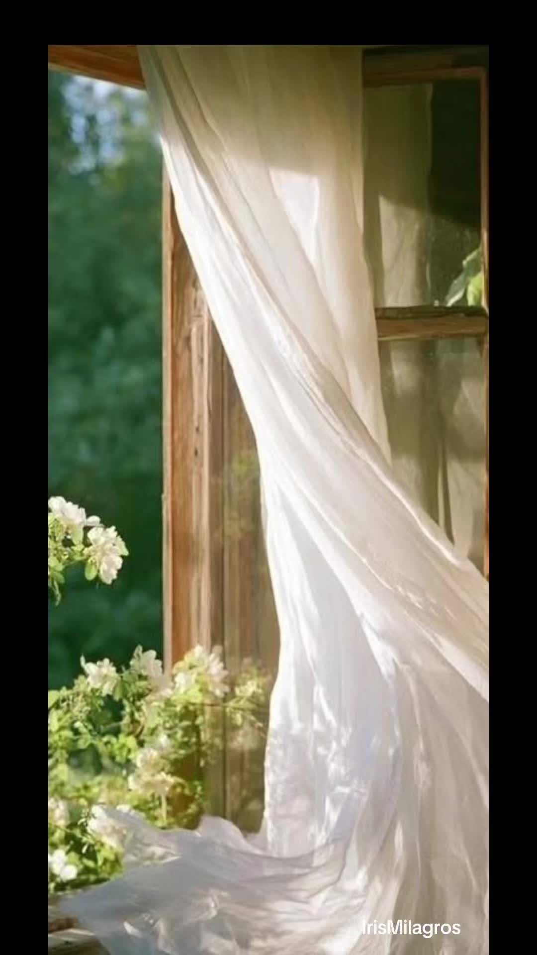 @IrisMilagros 🌼🌸
