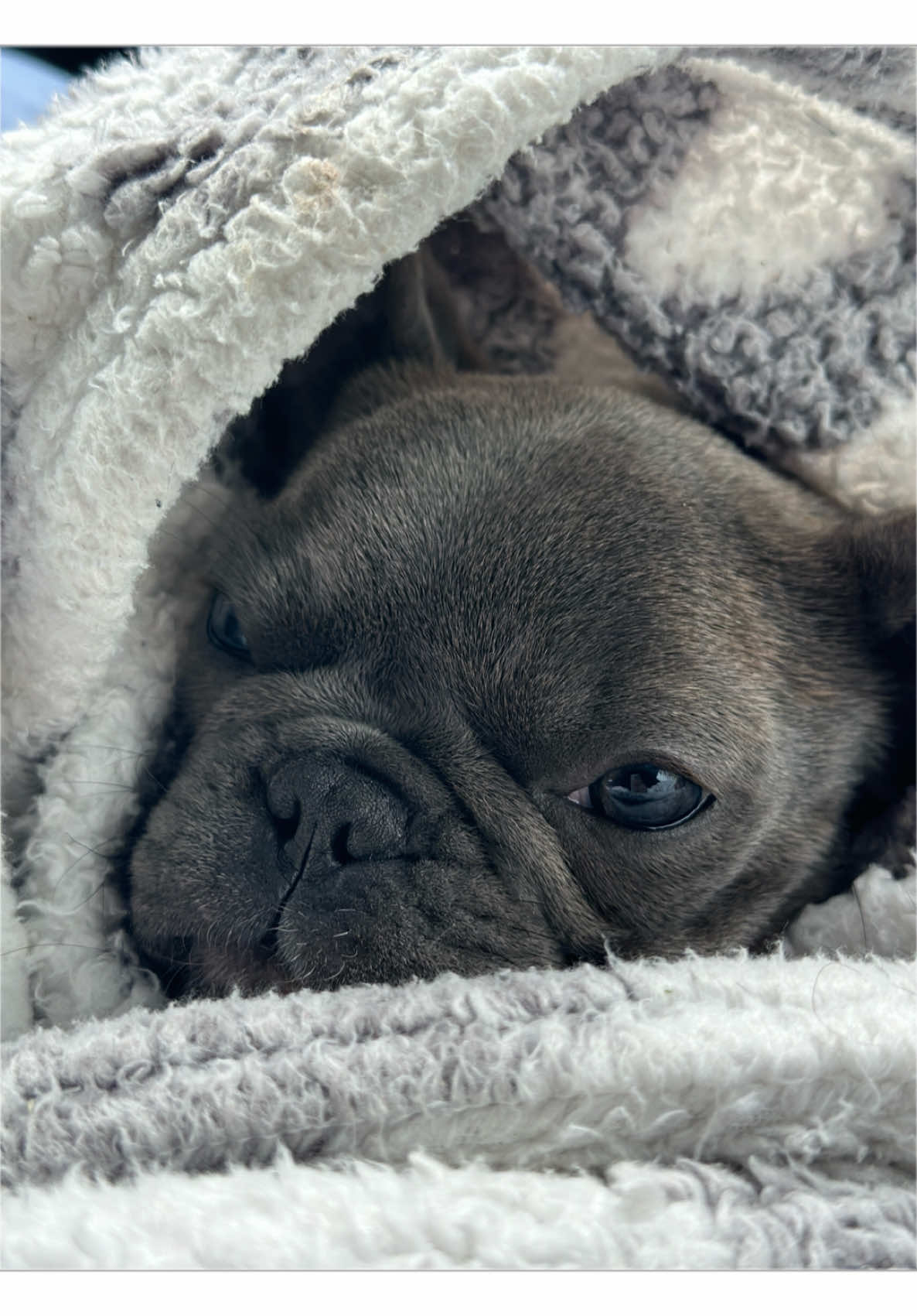 @blueythe405frenchie