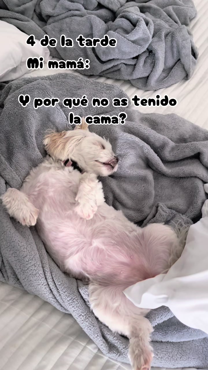 @AZUL🐶🥰