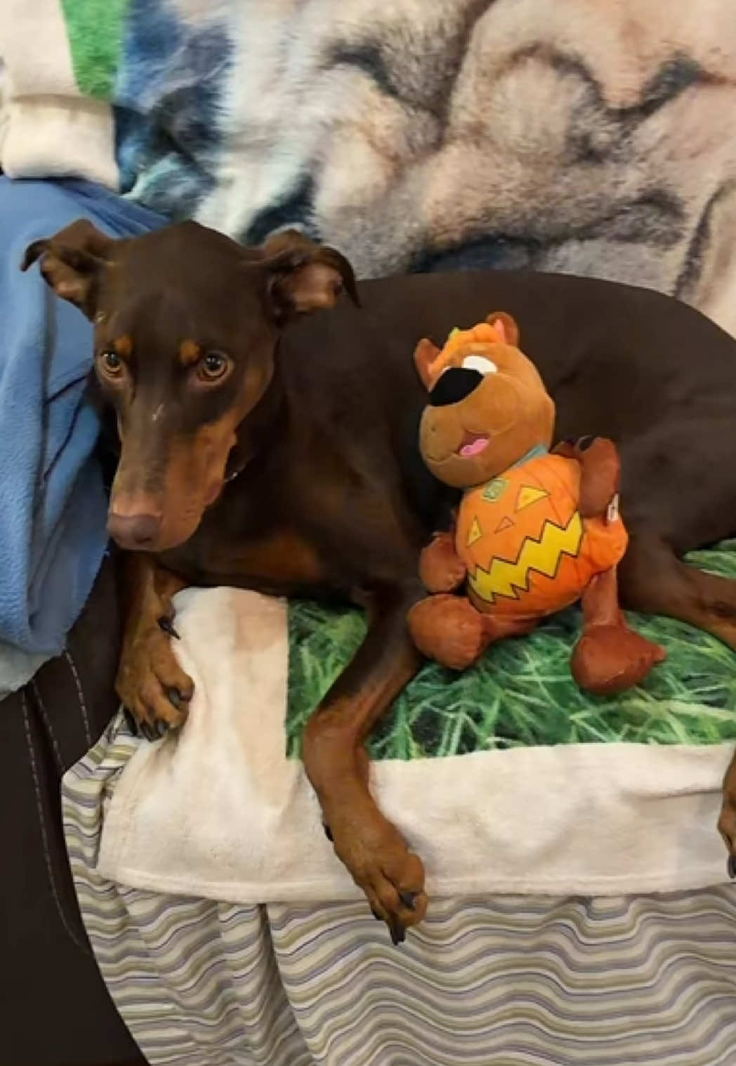 @Luna The Doberman