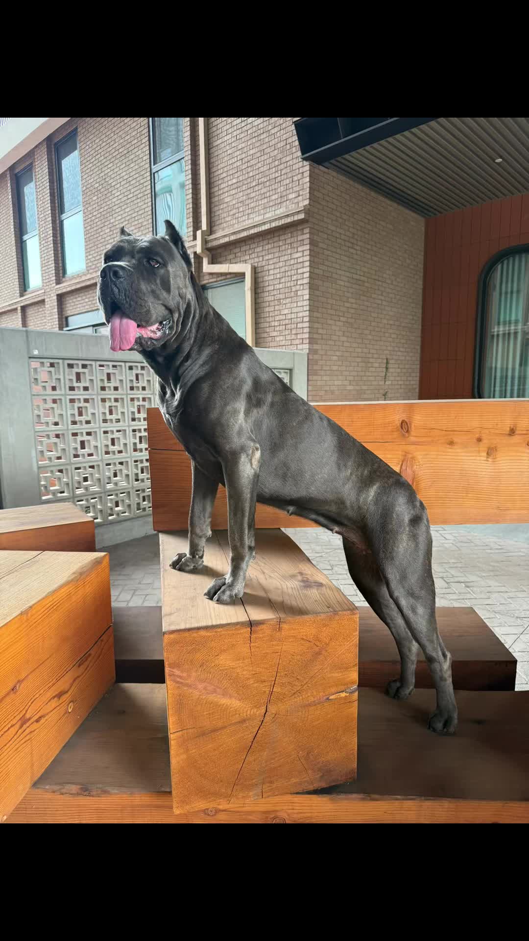 @noblepridecanecorso