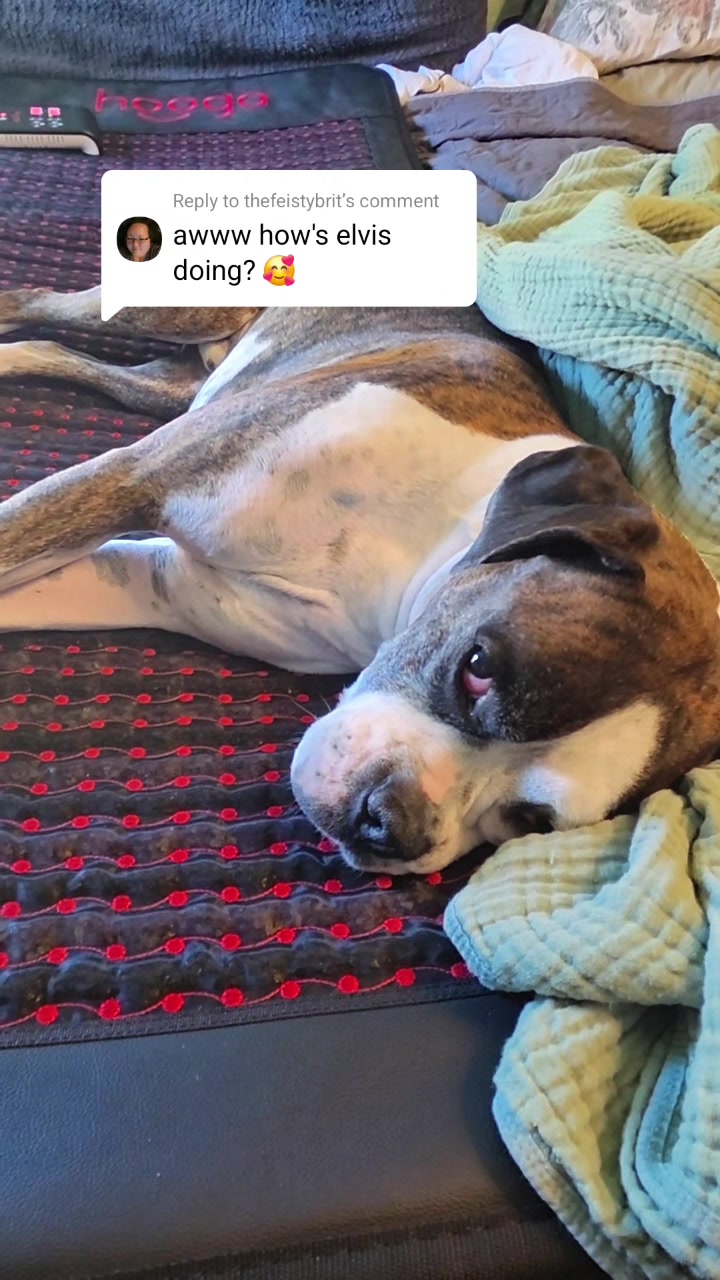 @BoxersLily&Elvis