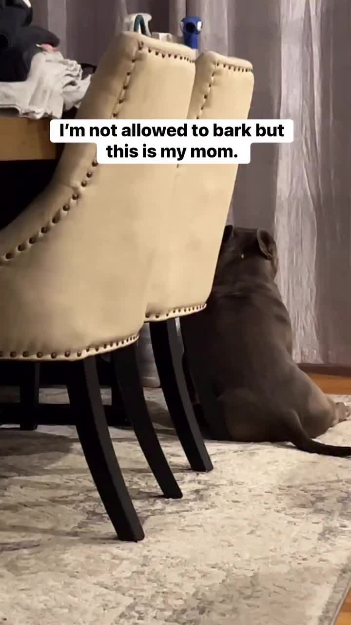@Gunner | Pocket Bully