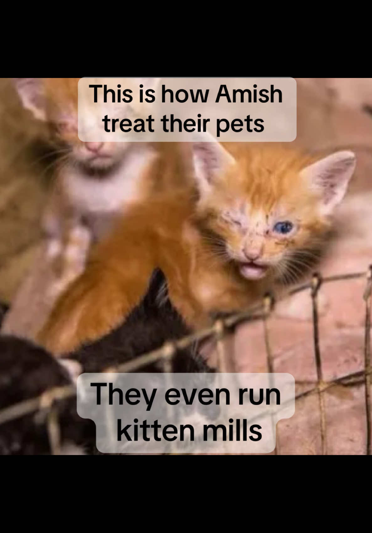@animalrightsdaily