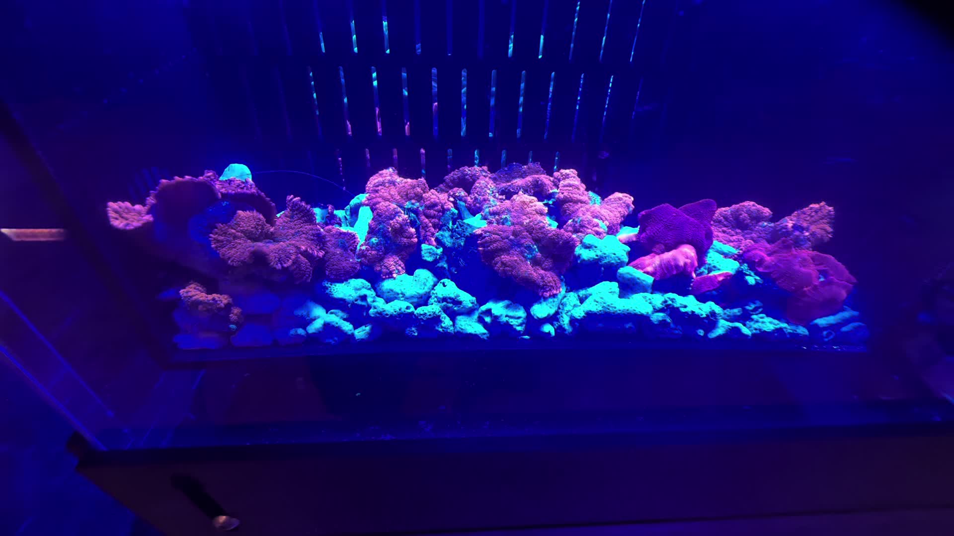 @Ts_reefs