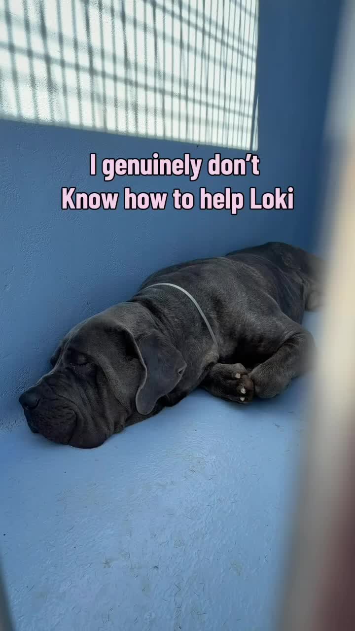 @Cane Corsos