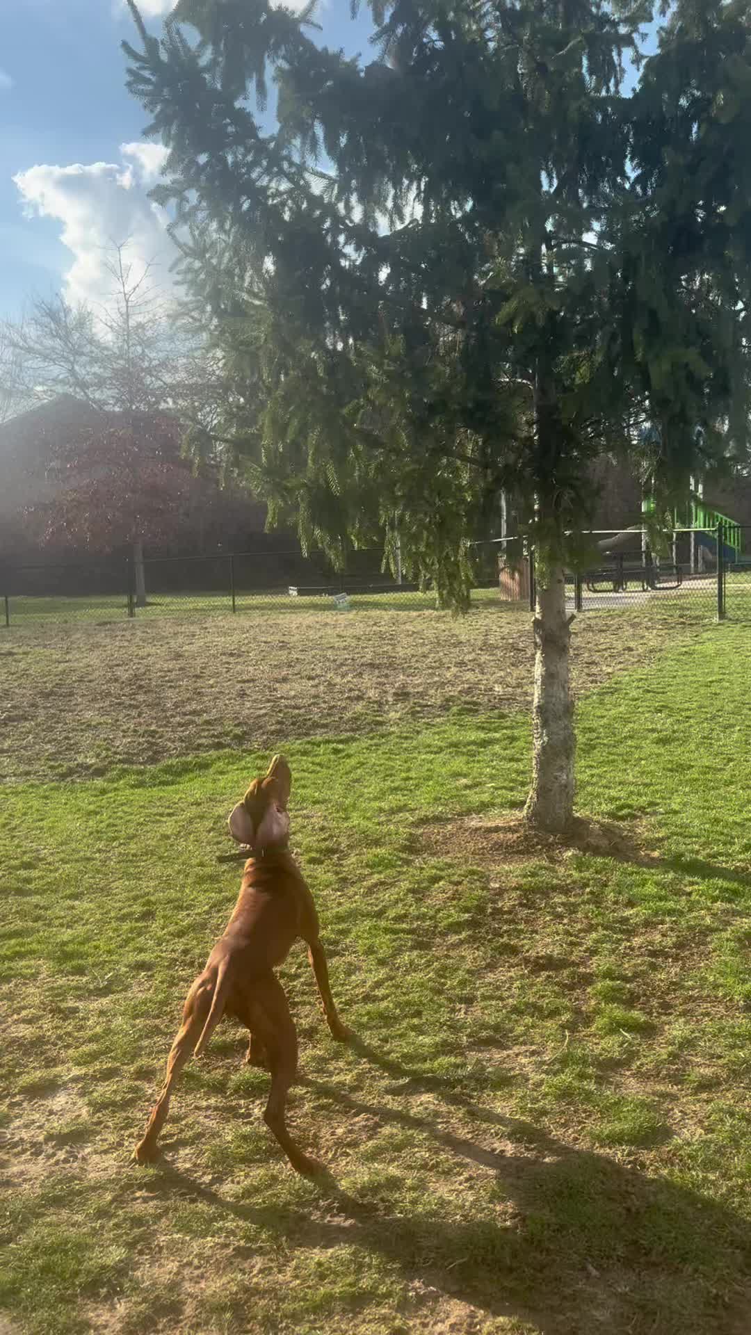 @Wiggle butt