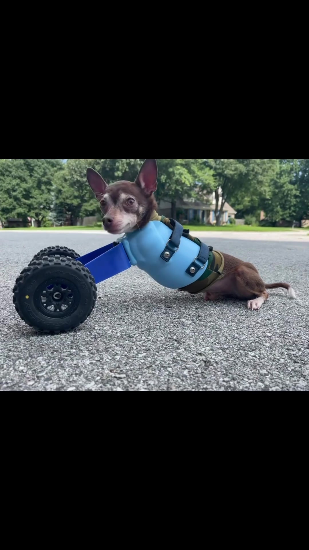 @TurboRoo the 2Legged Chihuahua