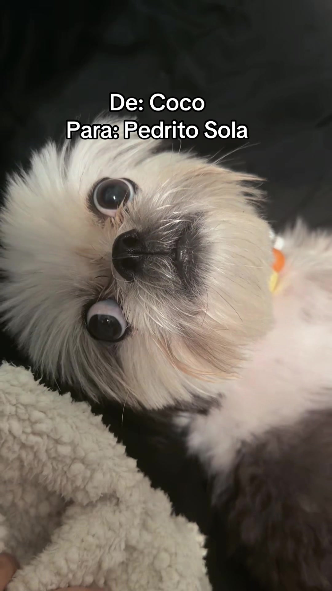 @coco.el.shihtzu