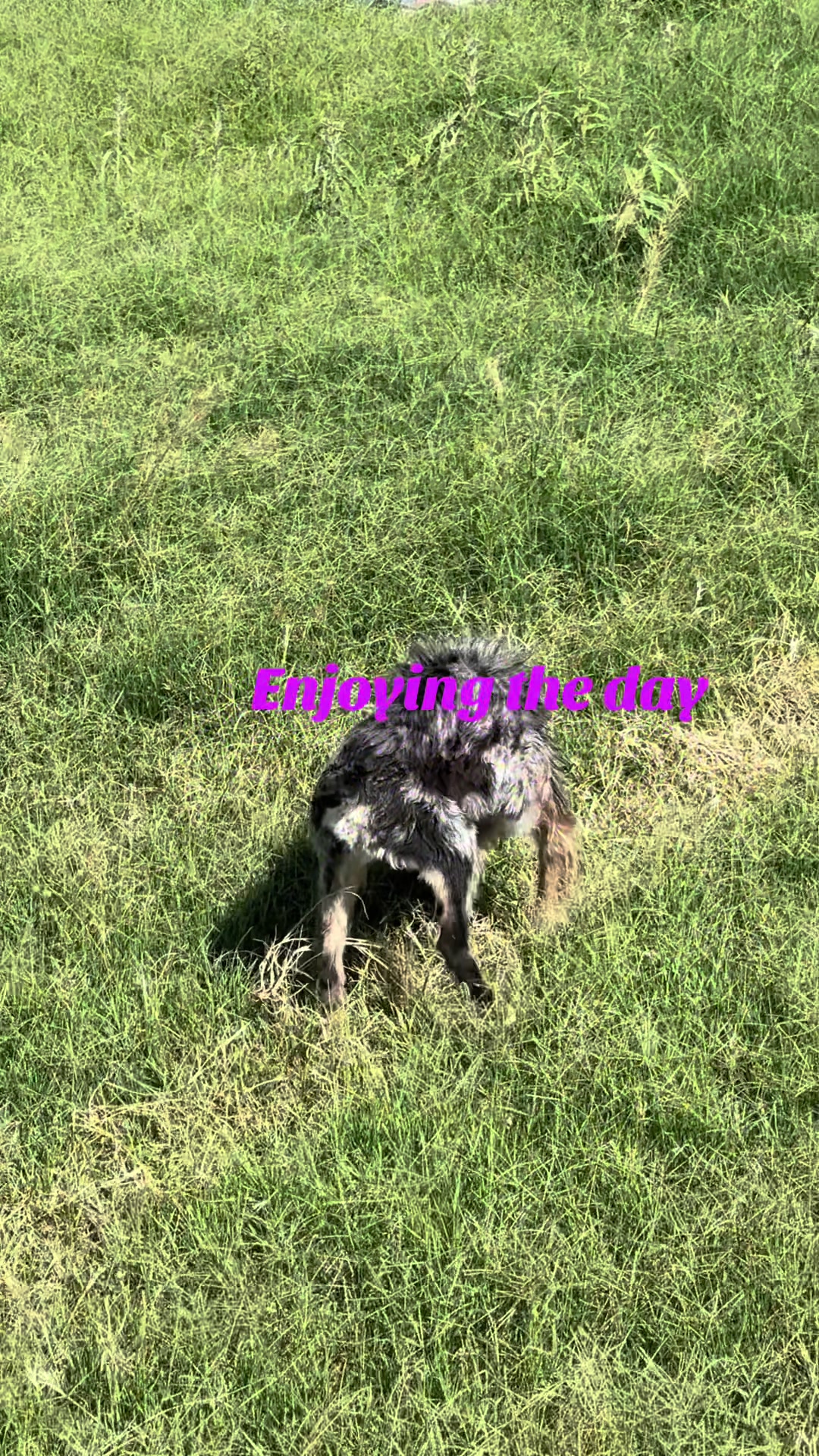 @angie.and.the_dogs
