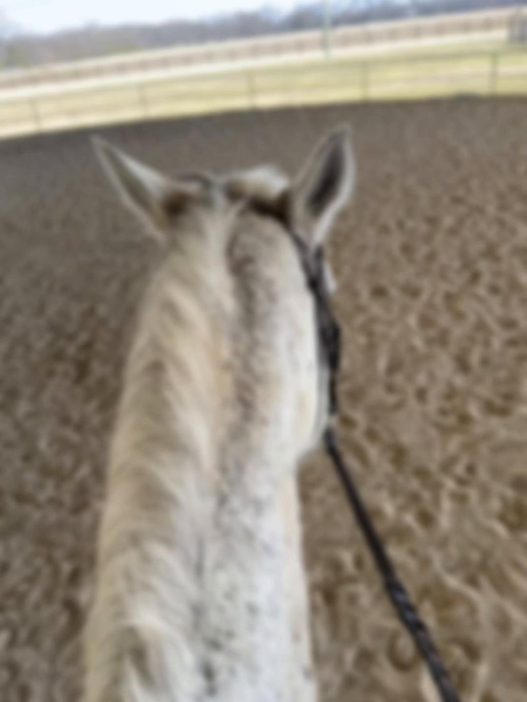 @OTTB_Lifer