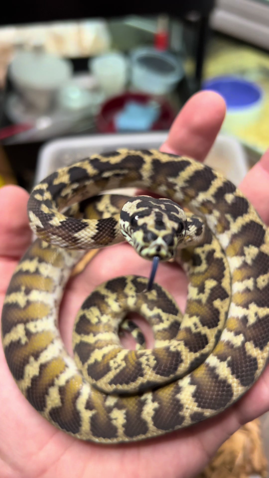 @rileys_reptiles