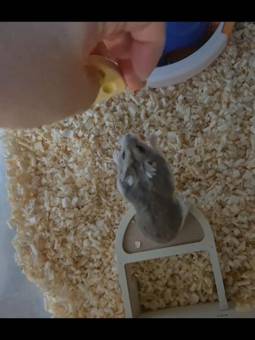 @햄찌🐹소금이🐭🌸푸딩이
