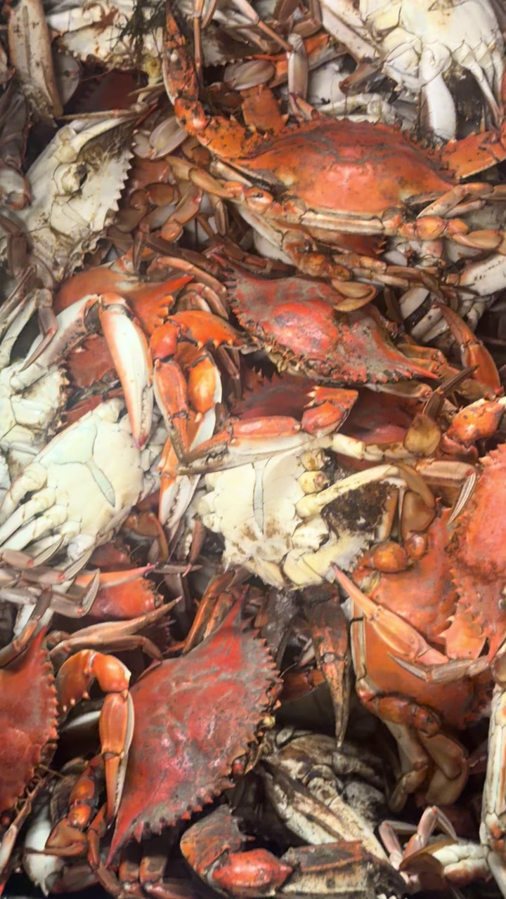 @seafoodconnectionexpress