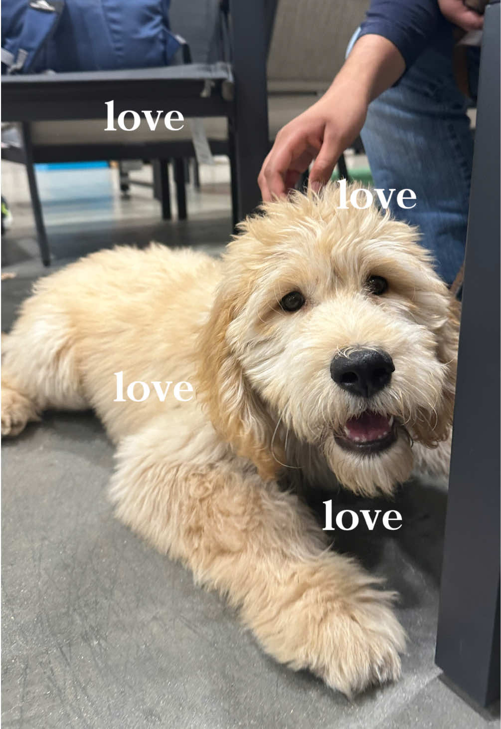 @AmandaT | Your Dog is COOL!
