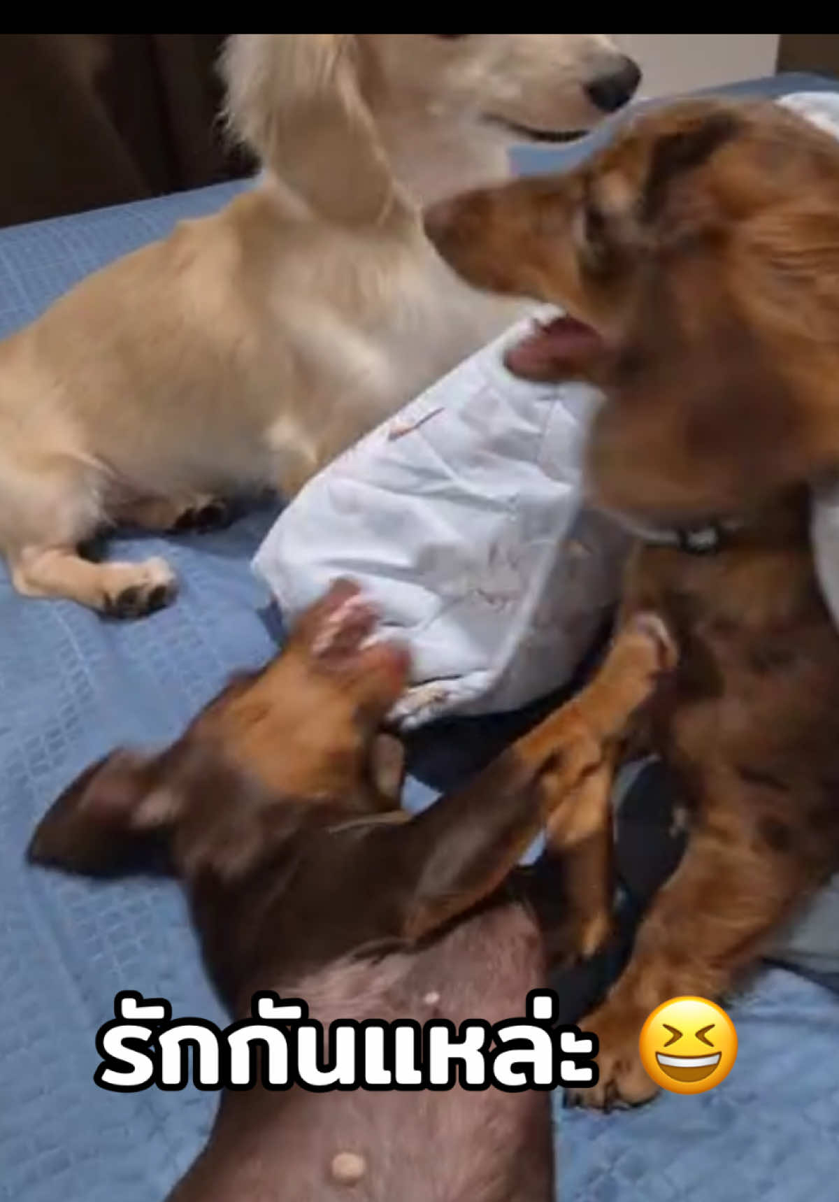 @ไนร่าไอติมยูนิ🐾Mini dachshund