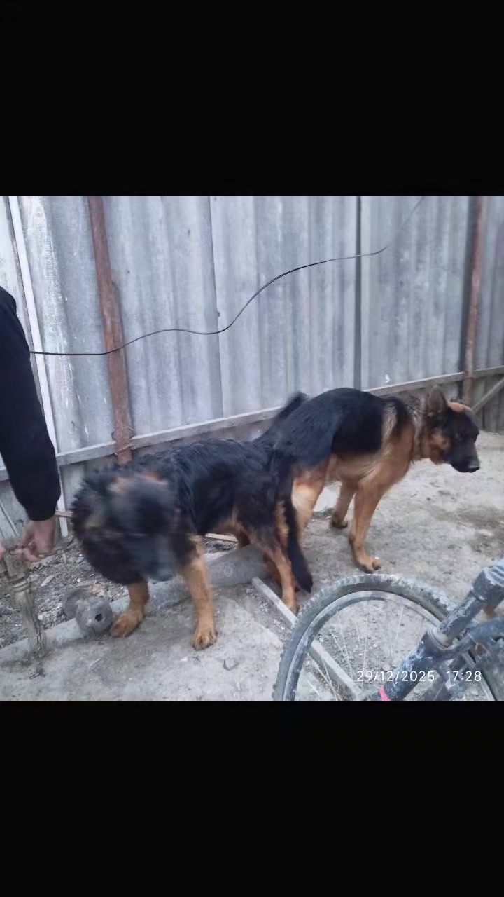 @ODLAR YURDU KİNOLOJİ MƏRKƏZİ