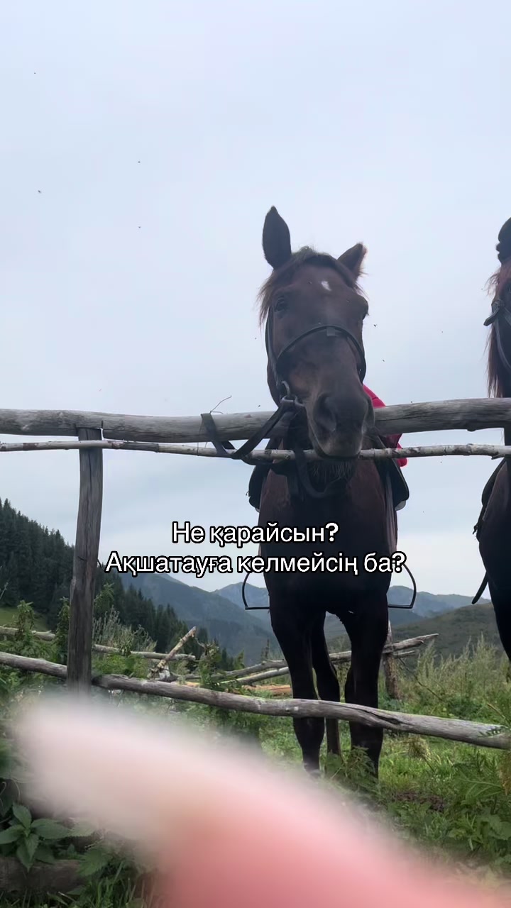 @akshatau_horses
