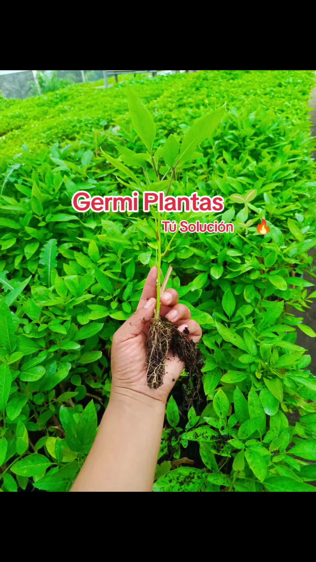 @Germi Plantas 🌱