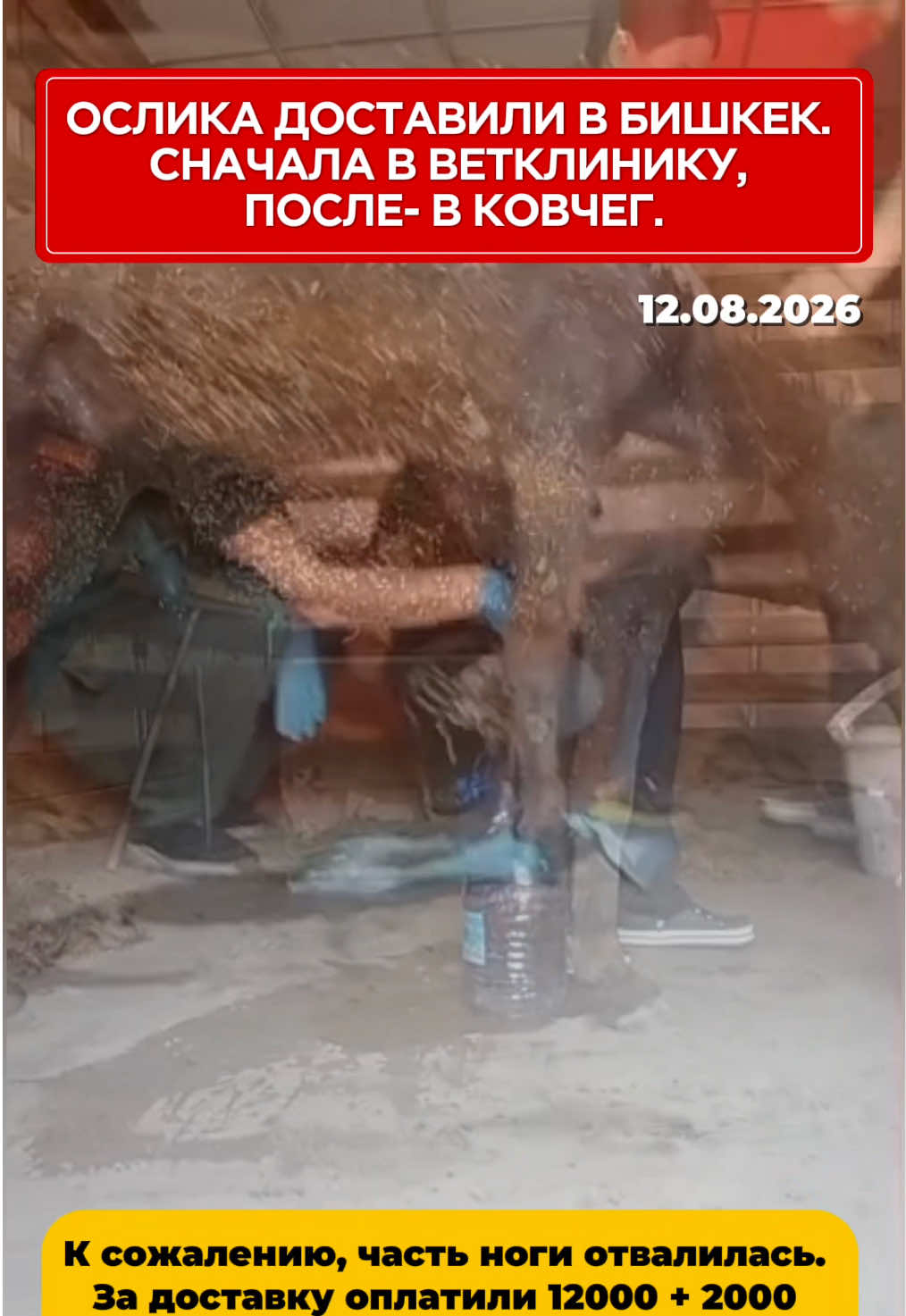 @Приют Ковчег Кыргызстан
