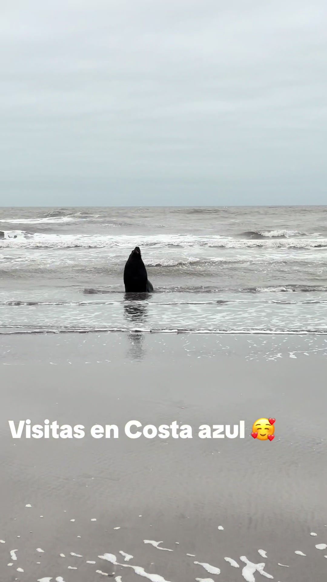@san bernardo 🥰🇦🇷