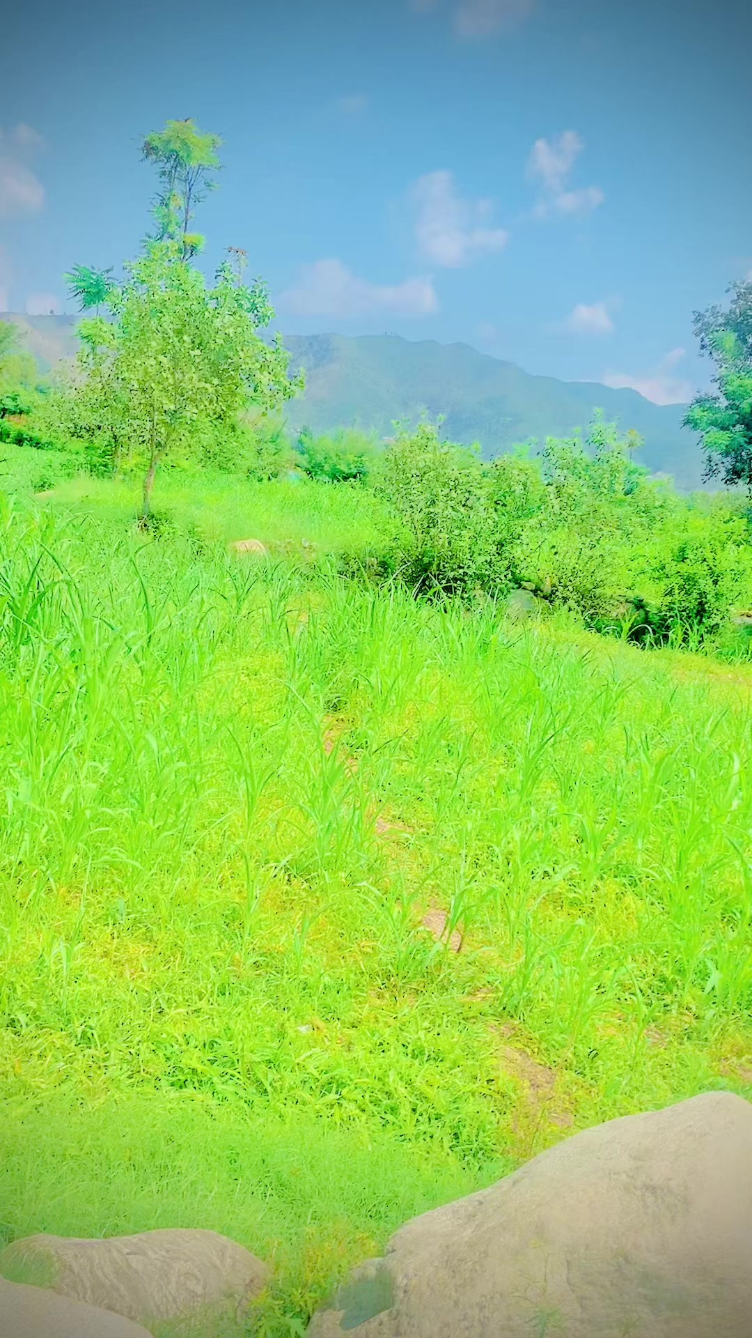 @izazYusufzai