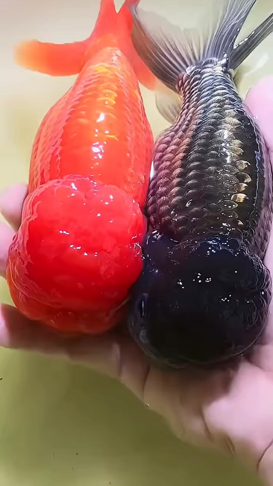 @𝕂𝕚𝕟𝕘 𝔾𝕠𝕝𝕕𝕗𝕚𝕤𝕙 3