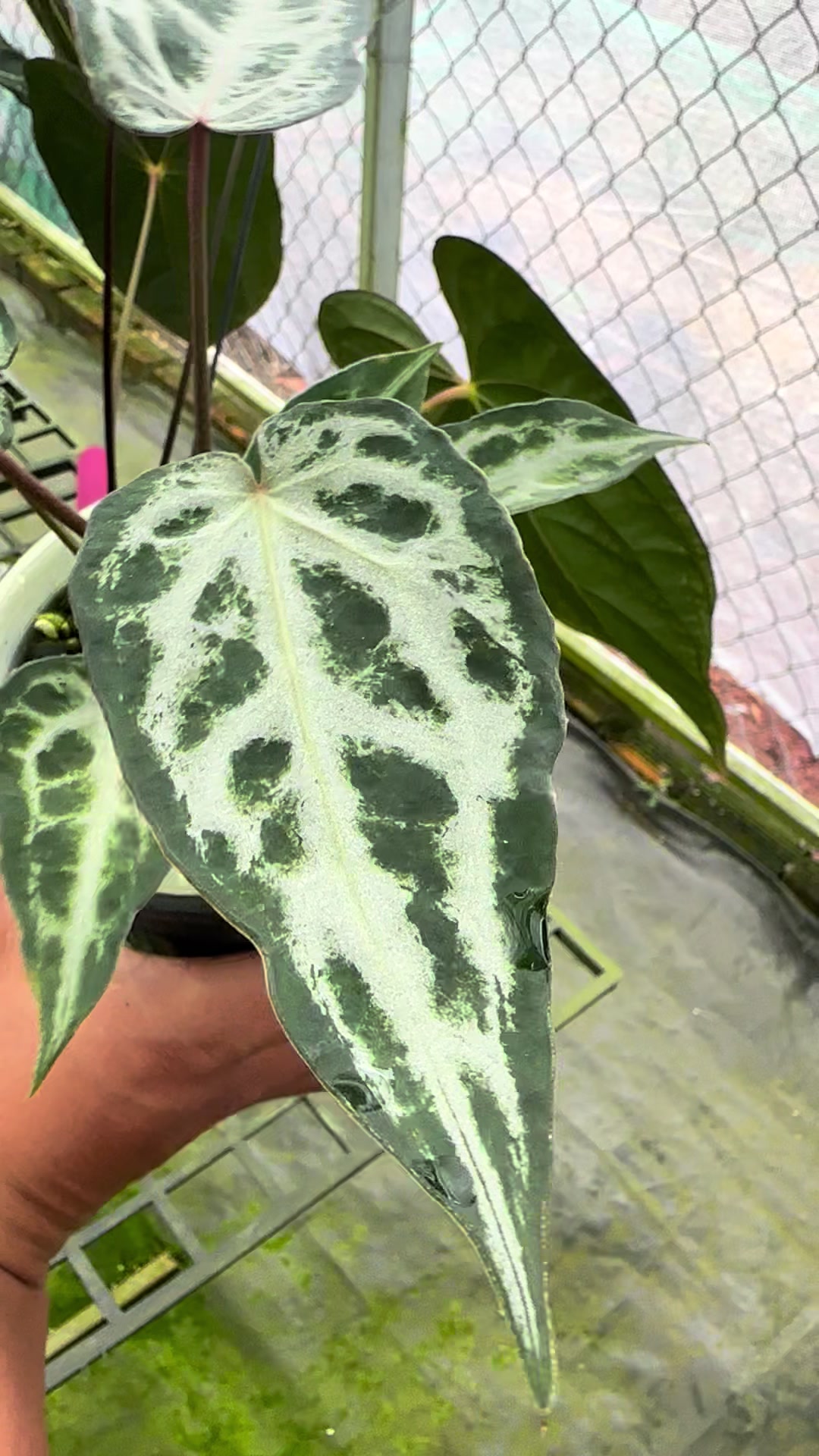 @KeepcầmKây🥦