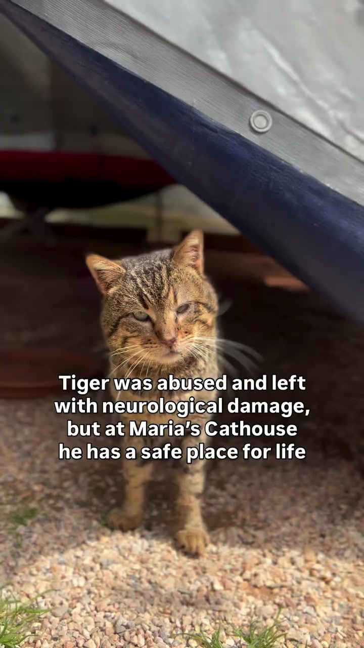 @united Stray haven