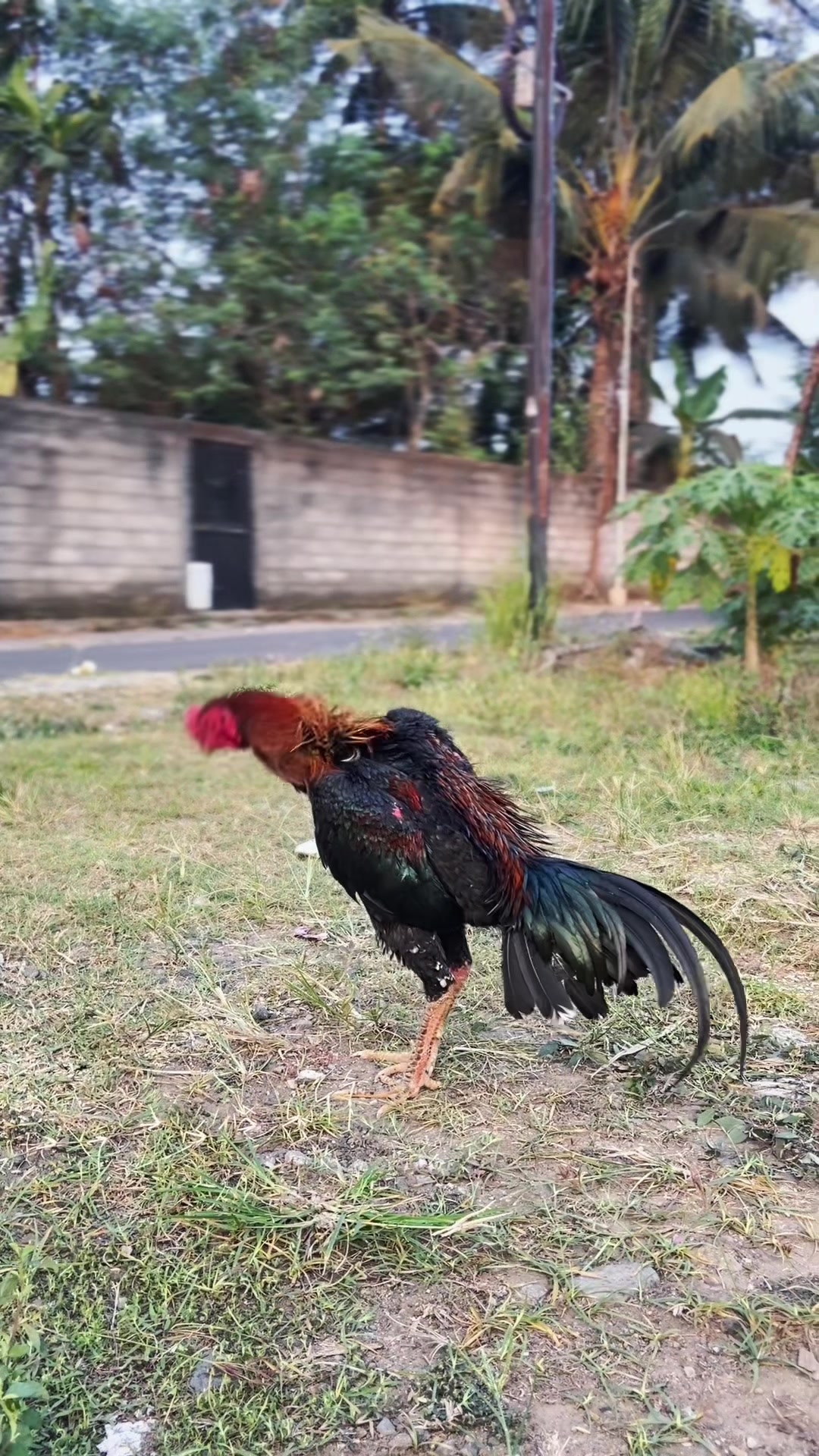 @dana pelajar