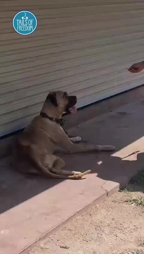 @tailsoffreedomsl
